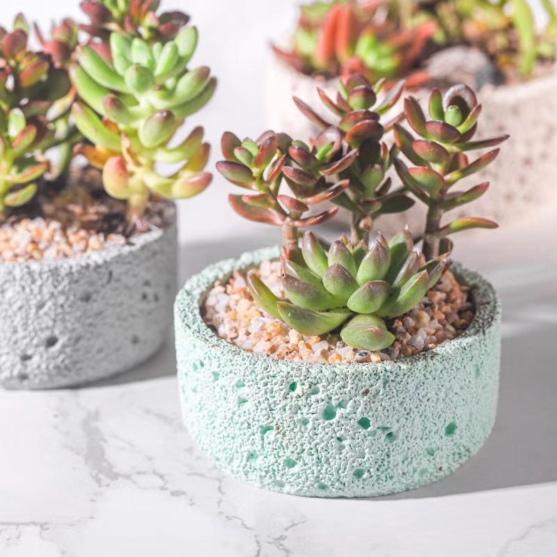 Nordic cement flowerpot simple - Echeveria Succulent recension och pris
