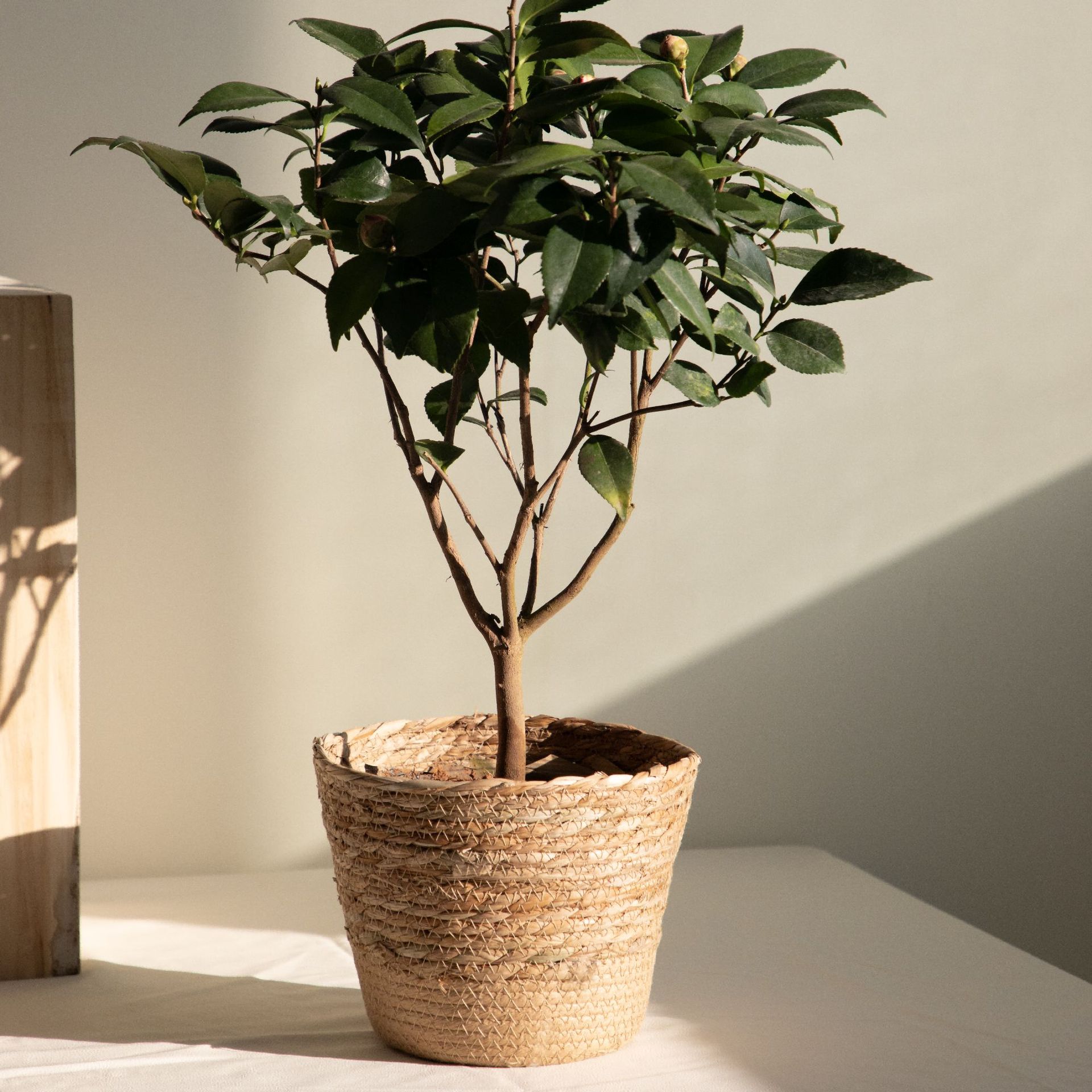 Multi-purpose Woven Storage Ba - Aloe Vera Pot recension och pris