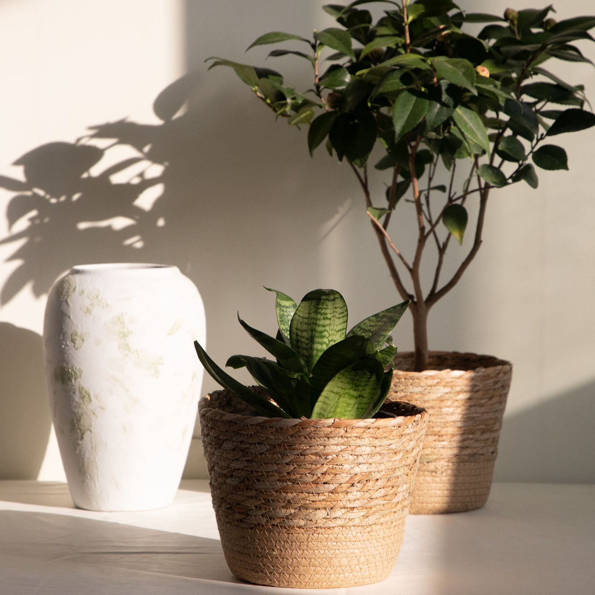 Multi-purpose Woven Storage Ba - Aloe Vera Pot recension och pris